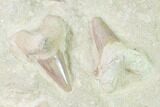 Fossil Mackeral Shark (Otodus) Teeth - Composite Plate #138516-2
